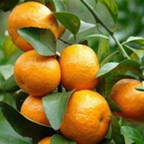 Produção de tangerina cresce no Paraná