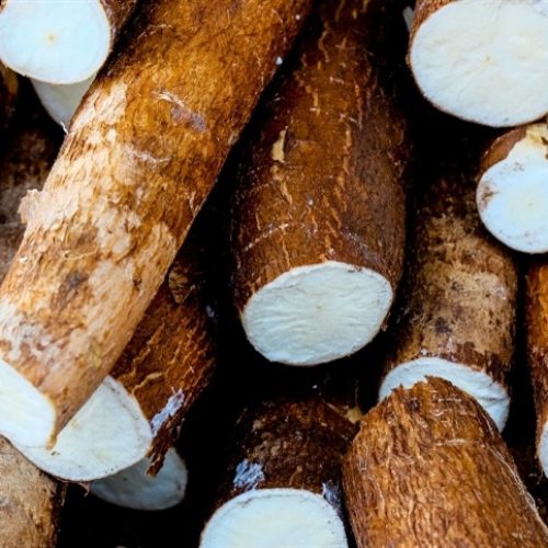 Cotações da mandioca atingem o maior patamar desde abril