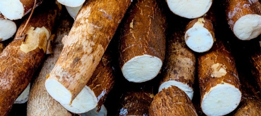 Cotações da mandioca atingem o maior patamar desde abril