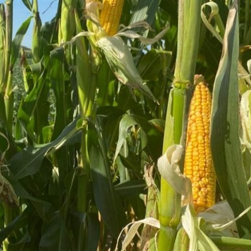 Milho: mercado físico devem seguir tendência de alta