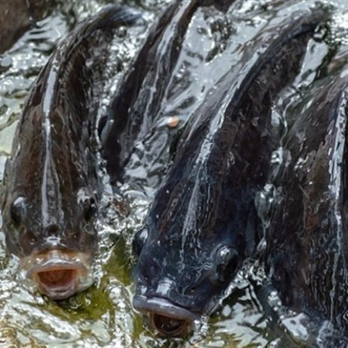 Com demanda enfraquecida, preços da tilápia recuam
