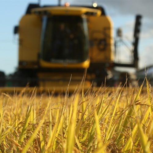 Arrozeiros do RS enfrentam décimo mês de prejuízo