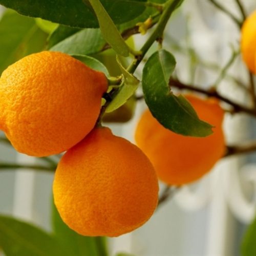 Paraná exporta US$ 141 milhões em suco de laranja