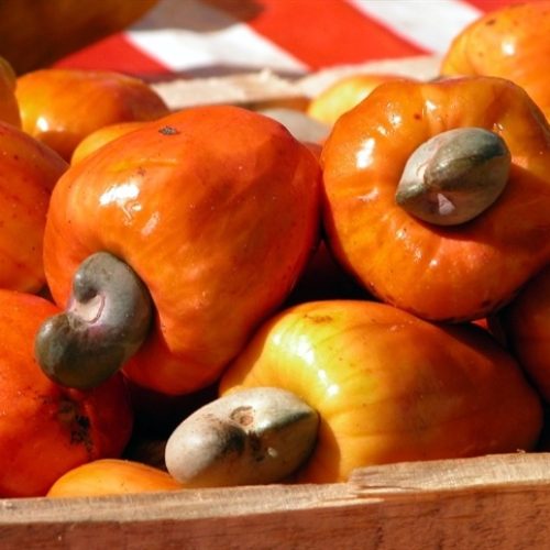 Nova cultivar BRS 805 reforça a produção de cajueiro no Ceará