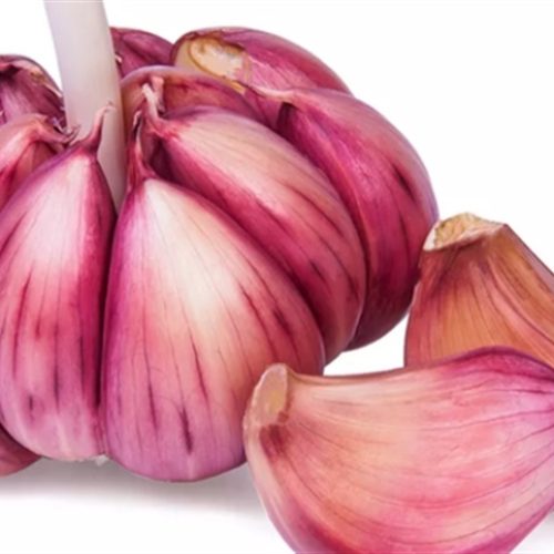 Crise no alho pressiona produtores sul-americanos