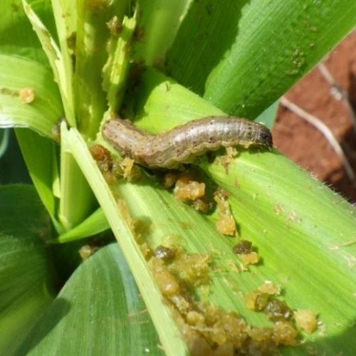 Só um produto atingiu alta mortalidade da Spodoptera