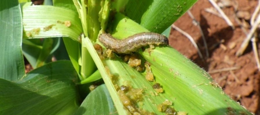 Só um produto atingiu alta mortalidade da Spodoptera