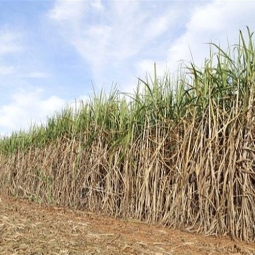 Especialista: Controle de solo sustenta nova fase da cana