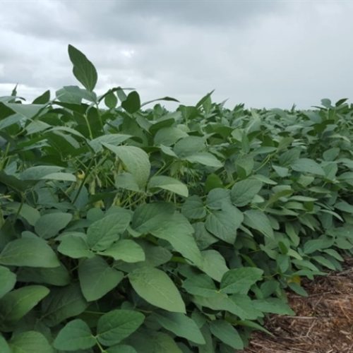 Químico ou biológico: Qual é o melhor?