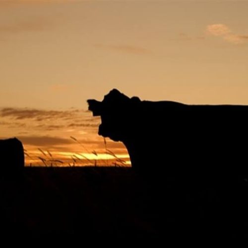 Oferta ajustada sustenta preços do boi gordo