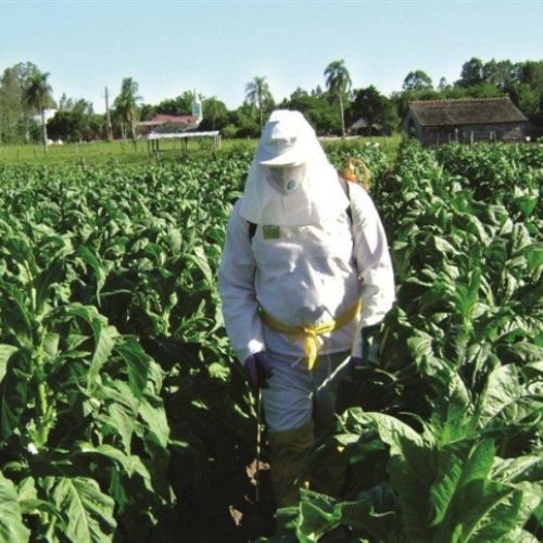 Ensaios avaliam EPI agrícola para norma internacional