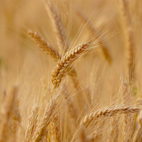 Brasil terá primeira indústria de glúten vital