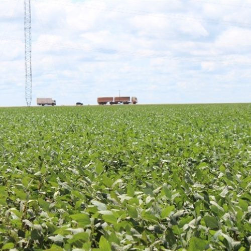 Óxido nítrico ganha espaço no manejo agrícola