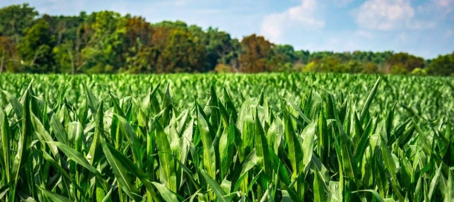 Sementes ajudam famílias afetadas por fome e seca