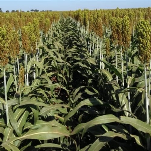Sorgo avança com resistência ao clima severo