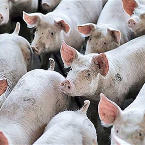 Paraná projeta novo recorde de carne suína no 2º semestre