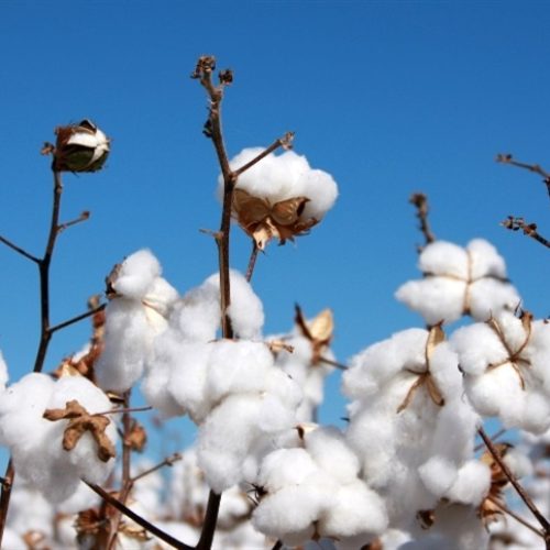 Mato Grosso exporta menos pluma em janeiro