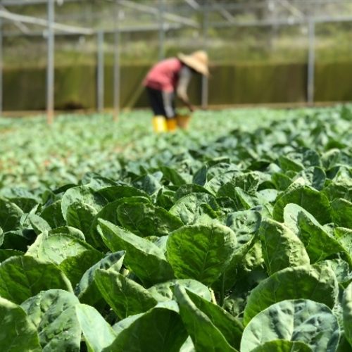 Avanço silencioso transforma segurança no campo