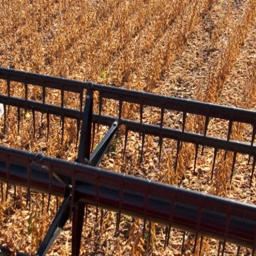 Mercado global da soja recua à espera de relatório do USDA