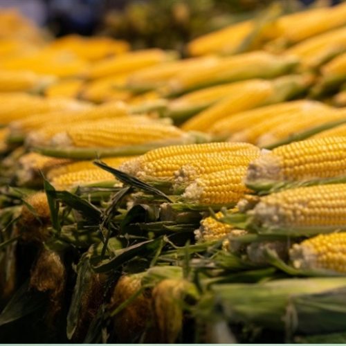 Produção global de milho deve crescer em 2025/26