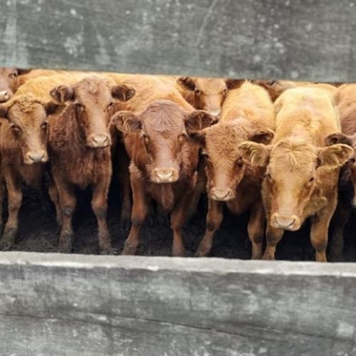 Brasil exporta 295 mil t de carne bovina em agosto