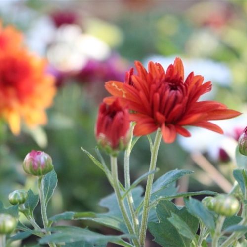 Primavera 2025: saiba como será o clima e os impactos para o campo