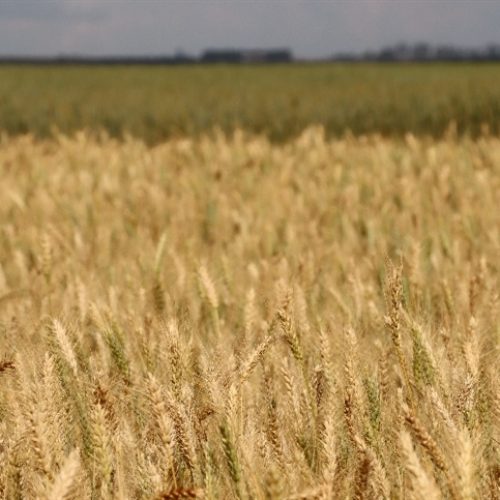 Mercado do trigo tem ajuste gradual no Sul