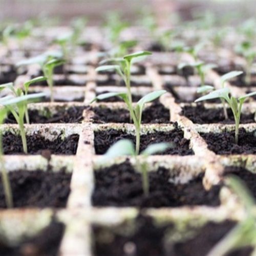 HF: Resultados em áreas pequenas