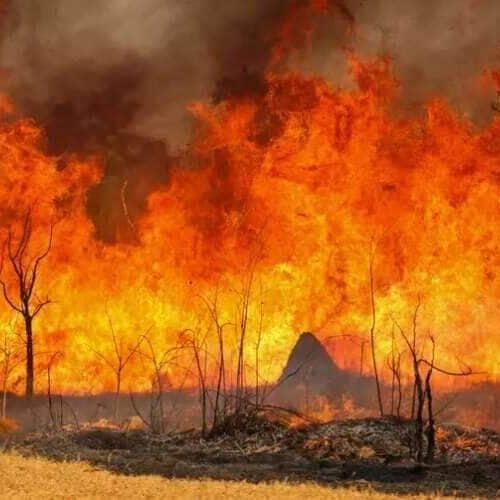 Nova resolução define regras para prevenção de incêndios florestais, mas produtores questionam responsabilidades