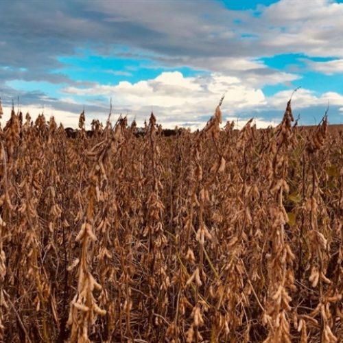 Buva resistente eleva custos e reduz produtividade: desafio crescente nas lavouras brasileiras