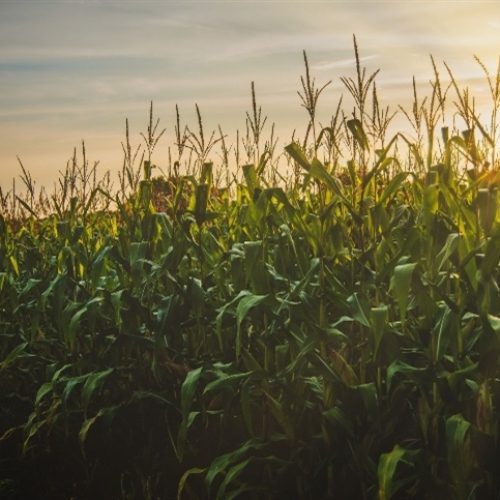 Nova cultivar de milho branco estreia no Show Rural 2026