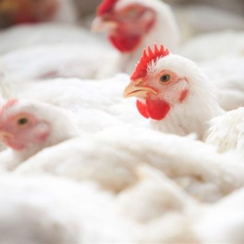 Carne de frango inicia 2026 com exportações normalizadas