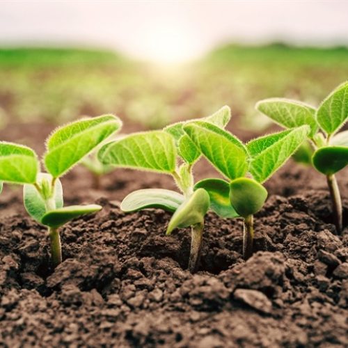 Consultoria aponta ajustes pontuais no cenário agrícola