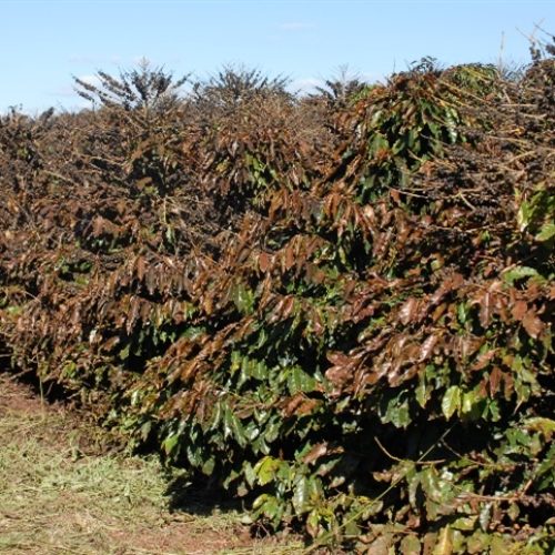 Análise aponta avanço da safra de café