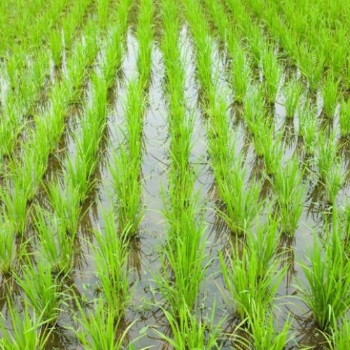 Como a tecnologia pode melhorar o arroz?