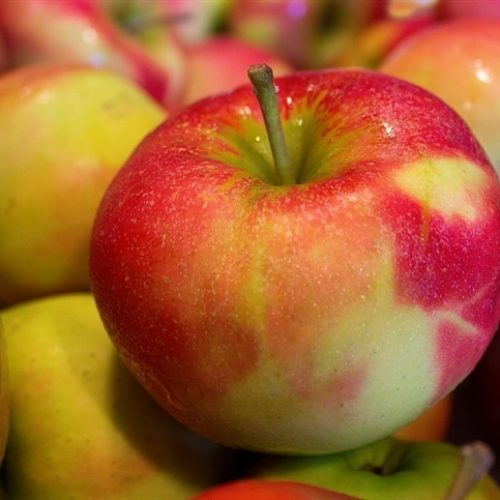 Safra de maçã avança com atenção à sanidade