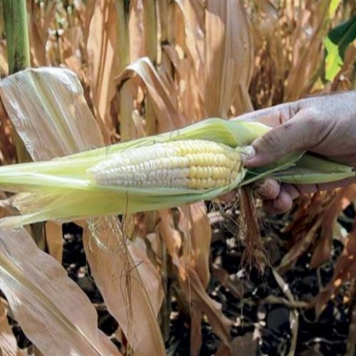 Custo de produção: soja e milho apertam margem em MS