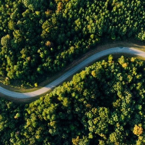 Agro ganha papel central na expansão florestal