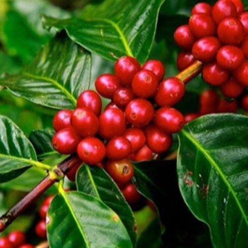 Futuros de café recuam com pressão da nova safra