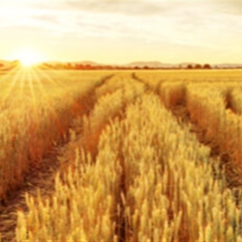 SSP assume protagonismo no mercado de fertilizantes em 2025