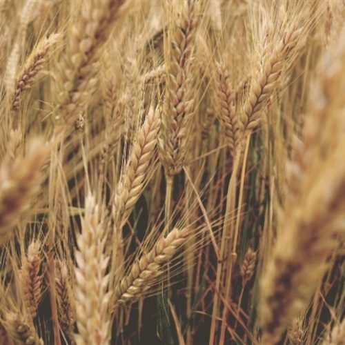 Trigo avança na Argentina e supera expectativas