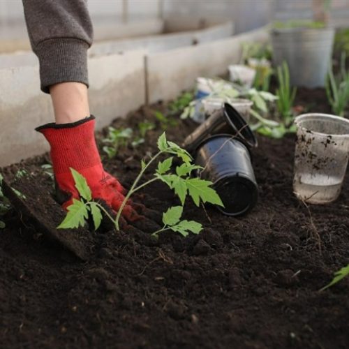 Horticultura busca eficiência em cenário desafiador