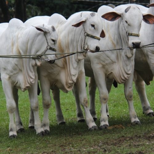Alta nos preços do boi gordo marca início do mês em São Paulo