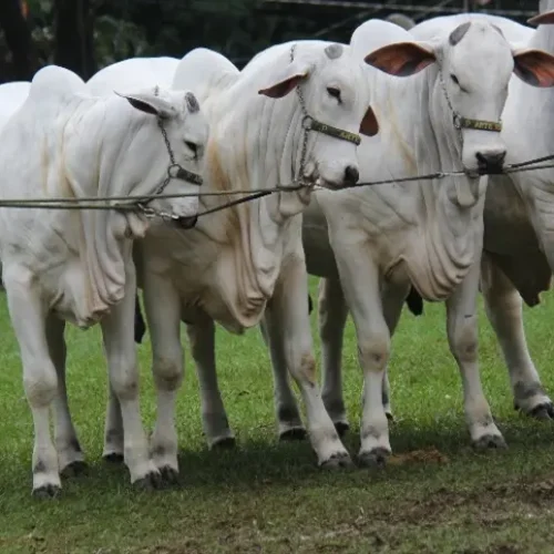 Boi gordo pode perder ritmo de alta no fim do mês