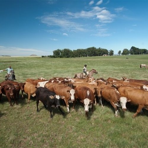 Mato Grosso amplia abate de bovinos no trimestre