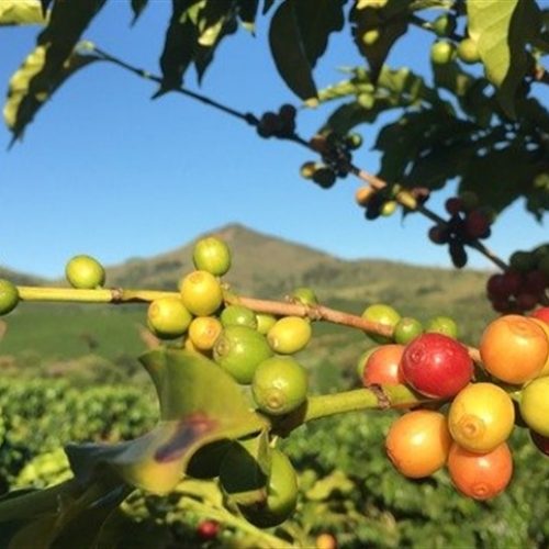 Altas temperaturas preocupam produtores de café no Brasil