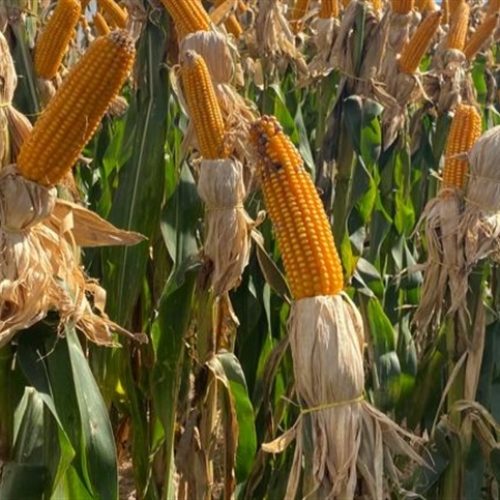 Confira como o milho encerrou a semana