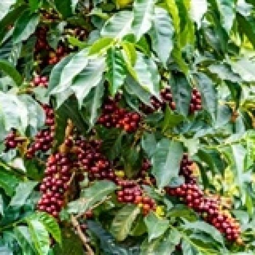 Novo fungicida trata batata, café e tomate