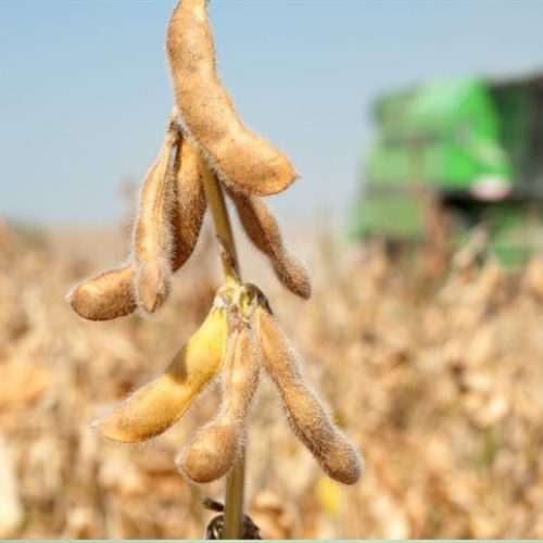 Mercado global de soja observa cenário climático