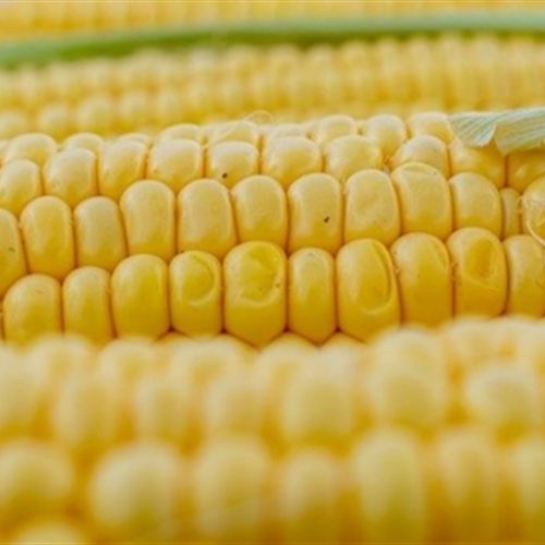 Milho: clima e exportações entram no radar dos produtores